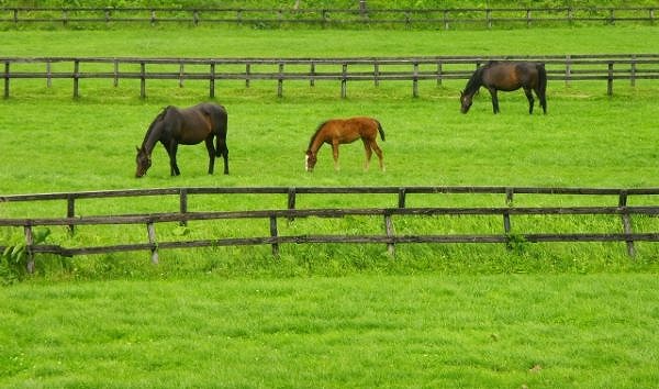 競走馬の牧場