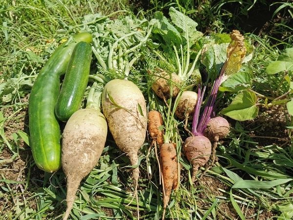 こども園で収穫した野菜