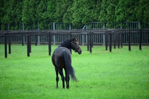 競走馬